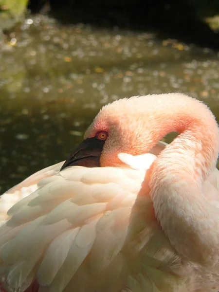 Ruber Phoenicopterus Flamant Est Grand Spécimen Famille Des Flamants Ses — Photo