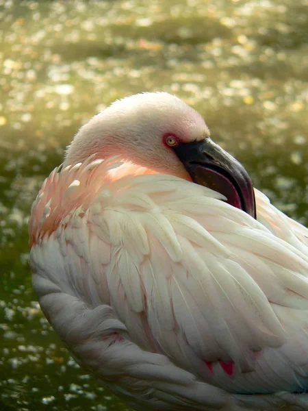 Den Phoenicopterus Ruber Större Flamingo Det Största Exemplaret Familjen Flamingos — Stockfoto