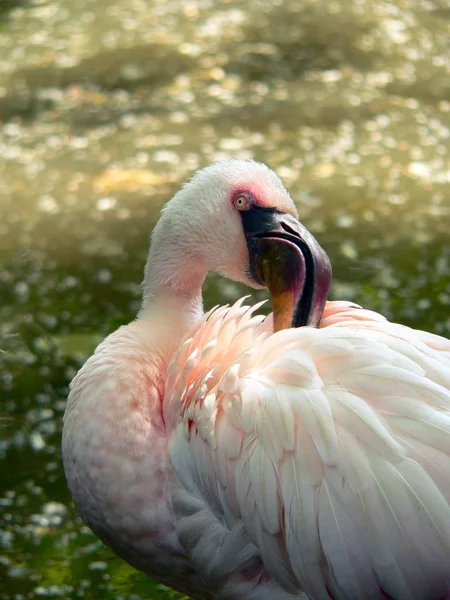 Ruber Phoenicopterus Flamingo Rosa Espécime Maior Família Flamingo Suas Pernas — Fotografia de Stock