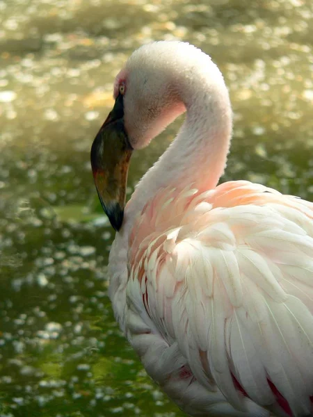 Der Phoenicopterus Ruber Großer Flamingo Ist Das Größte Exemplar Aus — Stockfoto