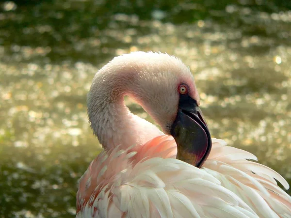 Der Phoenicopterus Ruber Großer Flamingo Ist Das Größte Exemplar Aus — Stockfoto