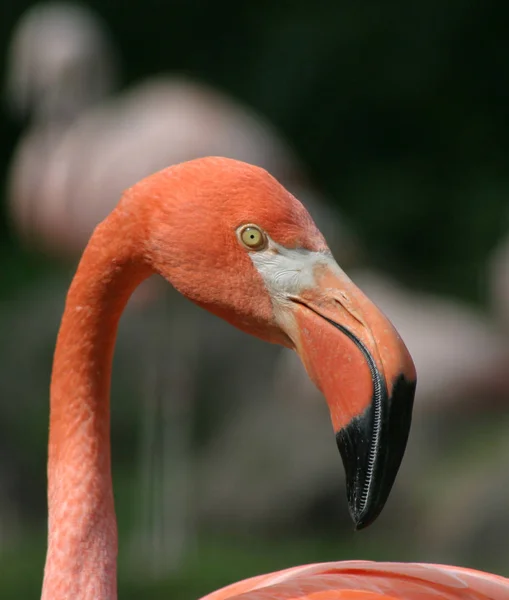 Flamingo Natuurlijke Vogel Achtergrond — Stockfoto