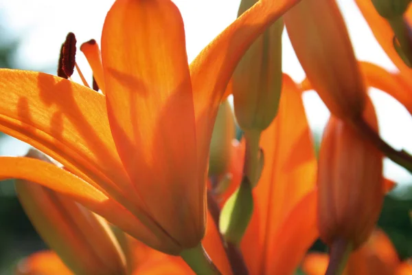 Schöne Blumen Blumiges Konzept Hintergrund — Stockfoto