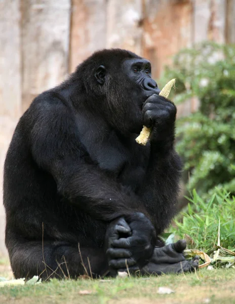 Primat Gorilla Affe Affe — Stockfoto