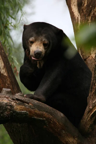 Αρκούδα Στο Δέντρο Αναρρίχησης Του — Φωτογραφία Αρχείου