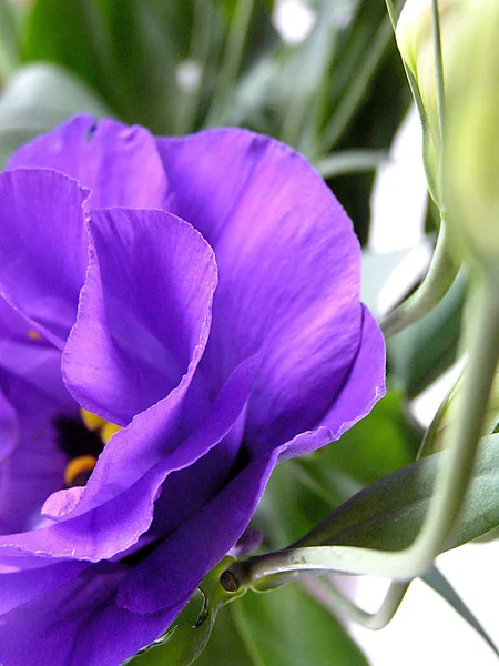 Close Seup View Beautiful Flower Tals — Stok Foto