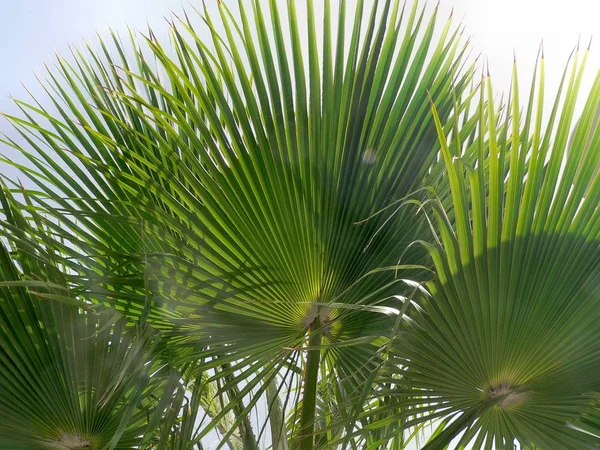 Palm Trees Gran Canaria — Stock Photo, Image