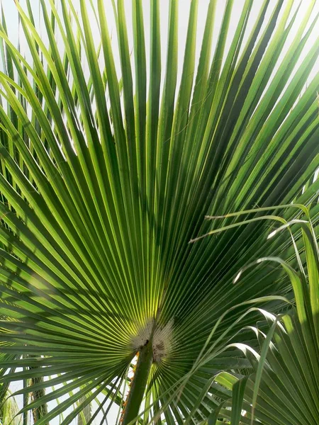 Hermoso Plano Botánico Fondo Pantalla Natural —  Fotos de Stock