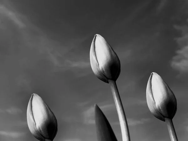 Tulp Bloemen Bloemblaadjes Lente Flora — Stockfoto