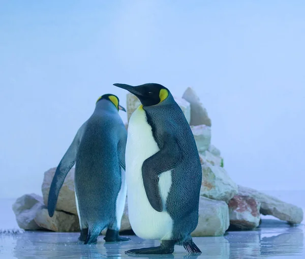 Vista Panorámica Las Aves Pingüinos Lindos Naturaleza —  Fotos de Stock