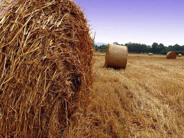 Raccolto Campi Paese Agricoltura Agricola — Foto Stock