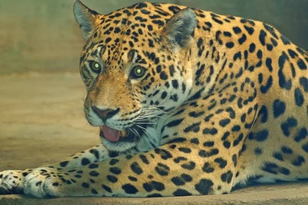 Jaguar Cazador Gato Grande Animal Salvaje — Foto de Stock