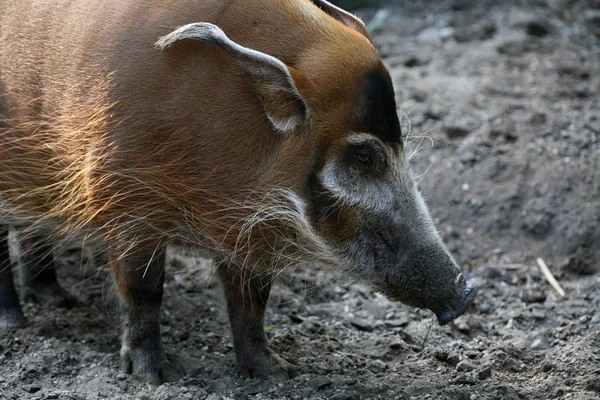 Primer Plano Los Animales Zoológico — Foto de Stock