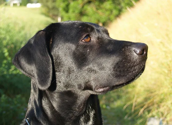 Retrato Cão Bonito — Fotografia de Stock