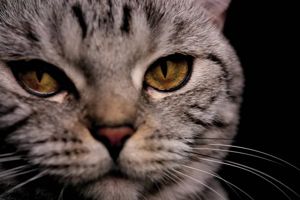 Retrato Gato Bonito — Fotografia de Stock