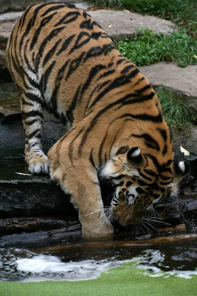 Sibirisk Tiger Randigt Djur — Stockfoto