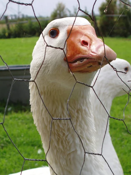 Schilderachtig Uitzicht Prachtige Vogel Natuur — Stockfoto