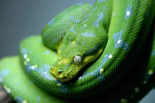 Had Volně Žijící Zvěř Dravec — Stock fotografie