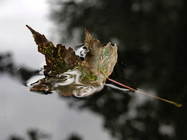 Prachtig Kleurrijk Herfstblad — Stockfoto