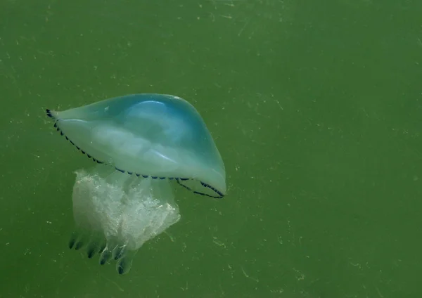 水生水母海水底水母海洋生物 — 图库照片