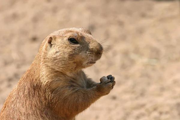 Ground Squirrel Marmotini Rodent — Stock Photo, Image