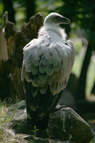 Vue Panoramique Bel Oiseau Nature — Photo