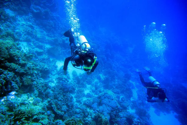 Paradise Divers — Stock Photo, Image
