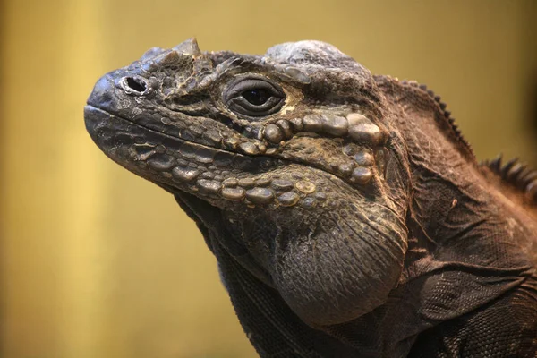 Lucertola Iguana Predatore Animale — Foto Stock