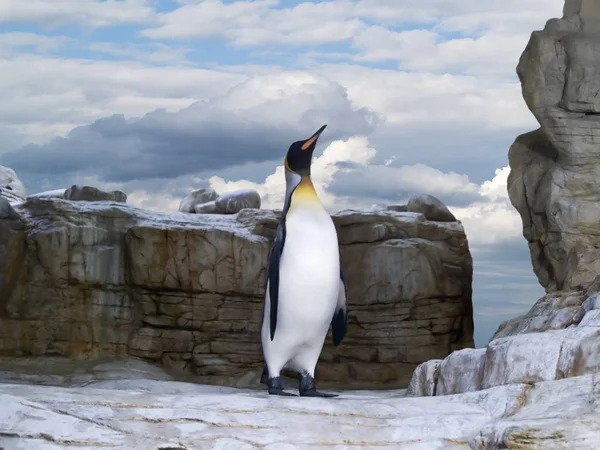 Aussichtsreicher Blick Auf Putzige Pinguinvögel Der Natur — Stockfoto