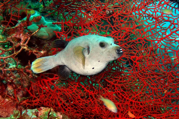 Koralowiec Rybami Kulkowymi — Zdjęcie stockowe