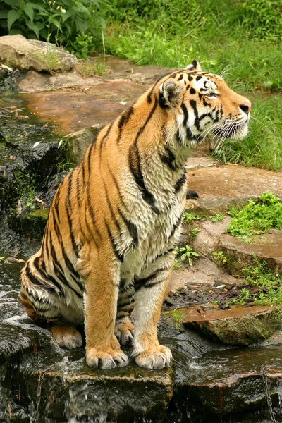 Amur Tiger Today Only Tiny Fraction Its Former Distribution Area — Photo