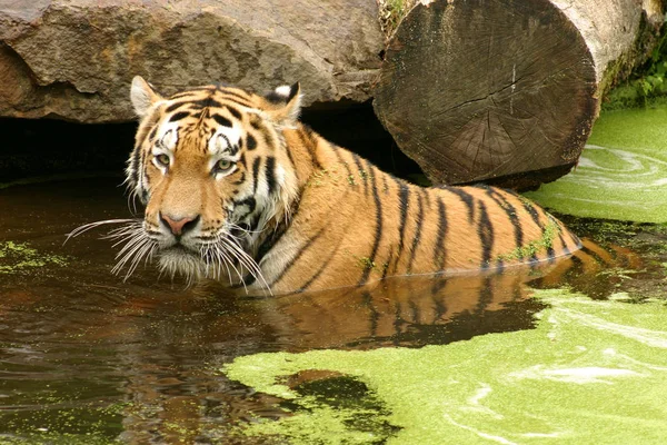 Encerramento Animais Jardim Zoológico — Fotografia de Stock