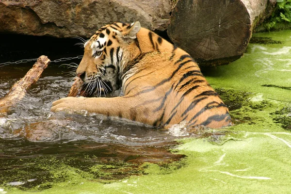 Tigre Selvagem Predador Felino — Fotografia de Stock