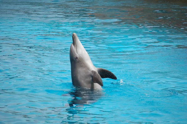 Delfines Peces Acuáticos Animales —  Fotos de Stock