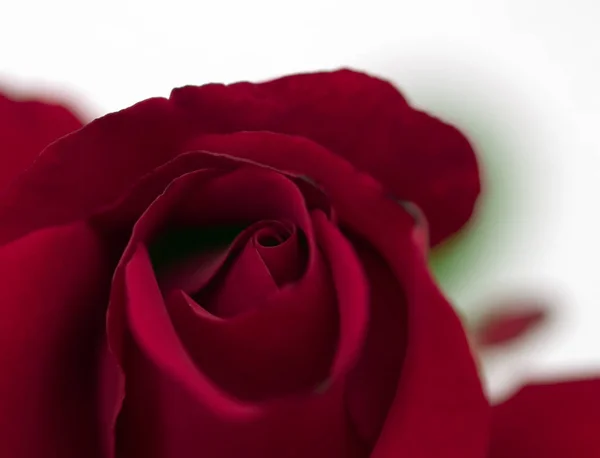 Schöne Blumen Florales Konzept Natur Hintergrund — Stockfoto