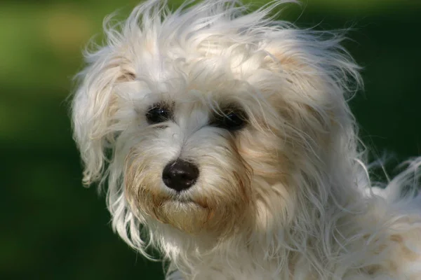 Portrait Cute Dog — Stock Photo, Image