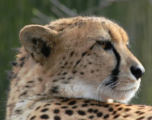 Guépard Tacheté Grand Chat Prédateur — Photo