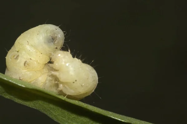 Närbild Insekter Vild Natur — Stockfoto