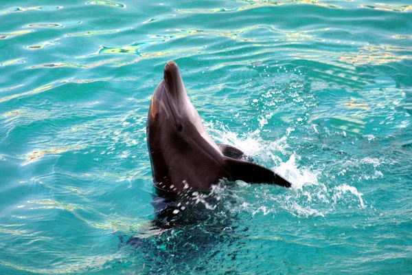 Dauphin Poissons Aquatiques Animaux Marins — Photo