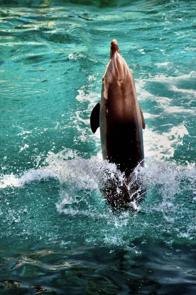 Delfín Vodní Ryby Mořské Živočichy — Stock fotografie
