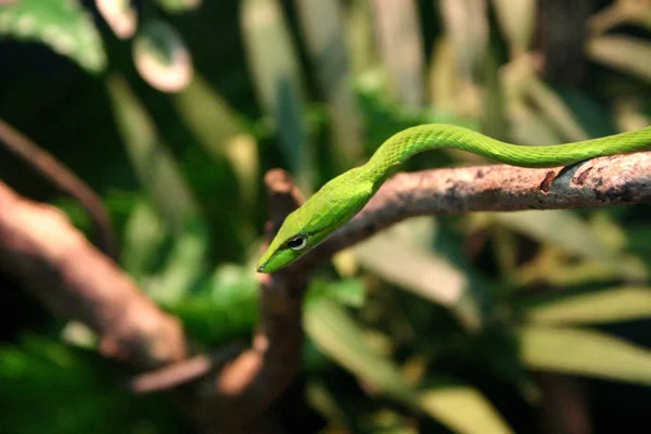 Escena Vida Salvaje Hermosa Naturaleza — Foto de Stock