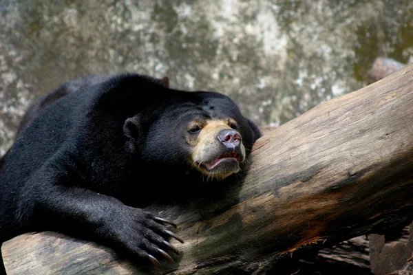 Sluneční Medvěd Zoologické Zahradě Singapuru — Stock fotografie