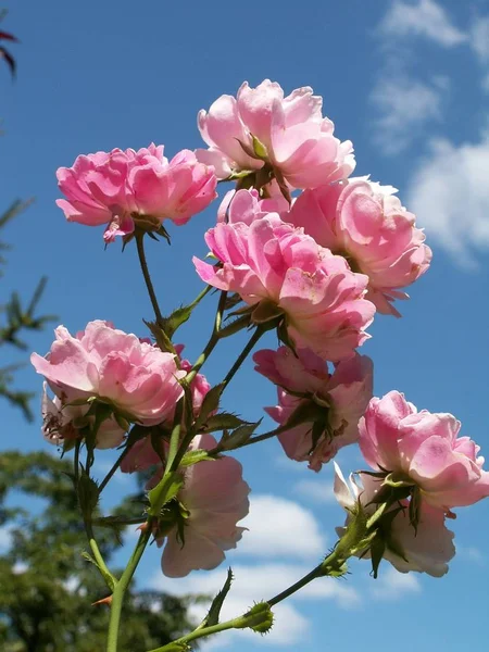 Vackra Blommor Blommigt Koncept Bakgrund — Stockfoto