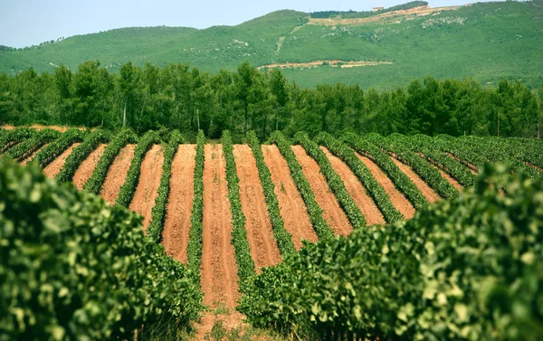 Landschapsbeeld Selectieve Focus — Stockfoto