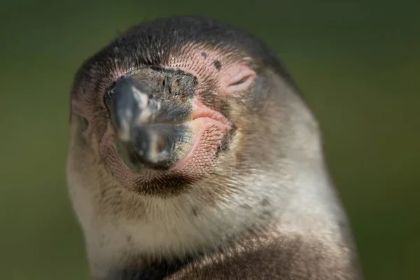 Vakker Utsikt Til Søte Pingvinfugler Naturen – stockfoto