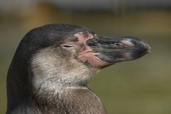 Vista Panorámica Las Aves Pingüinos Lindos Naturaleza — Foto de Stock