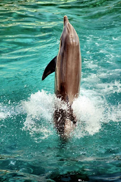 Delfine Wasserfische Meerestiere — Stockfoto