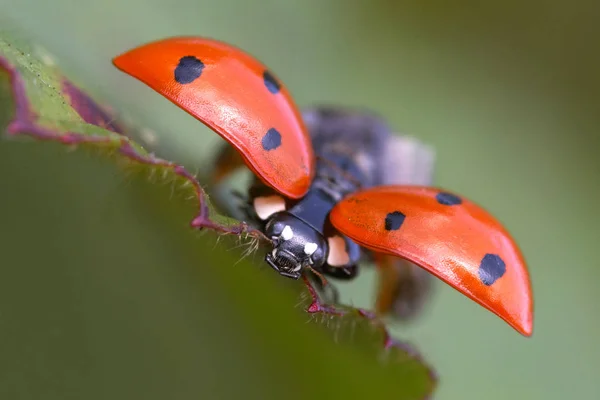 Vue Rapprochée Coccinelle Mignon Insecte — Photo