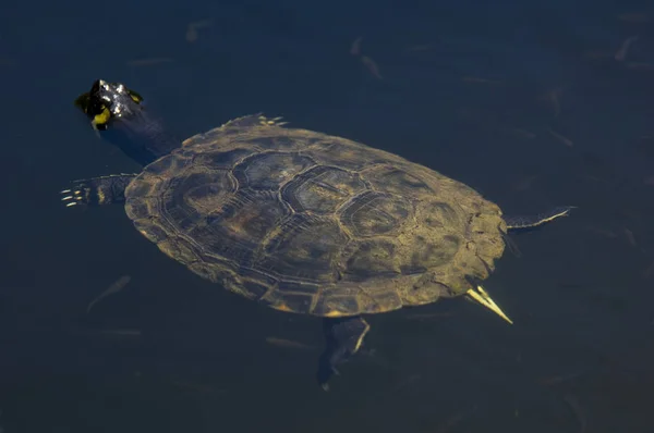 Tortuga Agua — Foto de Stock