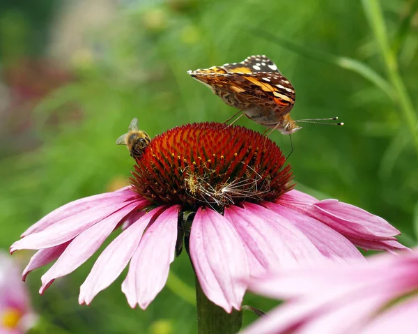 Thistle Butterfly Bumblebee — Stock Photo, Image